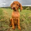 Rust Creek Vizslas