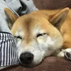 daisuki.kai43