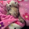 tacocat3273