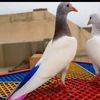 zaminalirind781