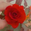 nica_181213