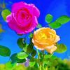 .inces.taminahfar