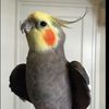 flyy.18