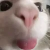iane_002