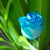 rajan.darai50