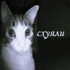 asylbekk_a