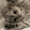 farah.tozlu8