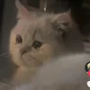 metruyendayy210