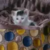nurgul.ozyaman