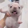 blobberbl