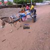 saliousowe1