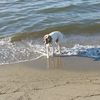 kafkas_pointer