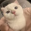 hyehyediary