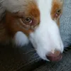 lowiecoo