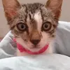 gato_cinceromadeinbrasil