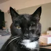 waffelthecat