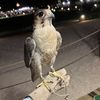 kaled_6057