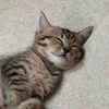 baguettemeowmeow