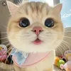 bomaylaminknha