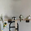 lovelybirds765