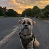 littlekion.k9