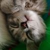 iana_228_0
