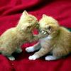 hany.hany2236