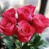haniya627261