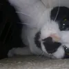 tadgjnhh