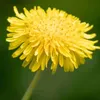 dandelion69692