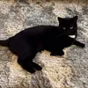 childfree.cat.lad3