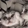 imlitrallyaunicornwdym