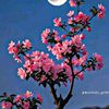 rupa29194