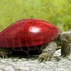 redturtlebull