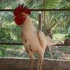 go_5530