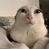 thecat..0