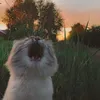 daniwa_pubg