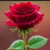 user6785718179688