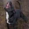bossebandog