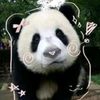 milanesa_panda1