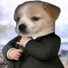 perro_fino_5686