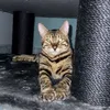 bengaloff