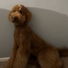 pennythedoodle3