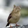 another_maybeyes