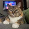 bigbootybertie