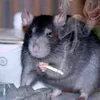 regular.rat