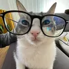itty.bitty.kitty4
