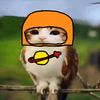caeser_sld