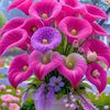 your_rajib_0
