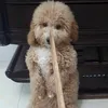 minh.phuong5466